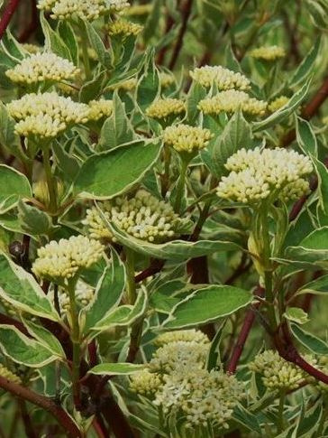 Дерен Айвори Хало (Ivory Halo) купить с доставкой