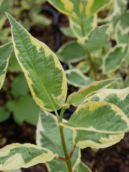 Дерен Айвори Хало (Ivory Halo) купить с доставкой Дерен Айвори Хало (Ivory Halo) купить с доставкой