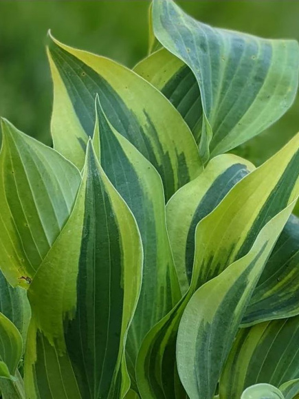 Хоста Волверайн (Wolverine) [S] купить с доставкой