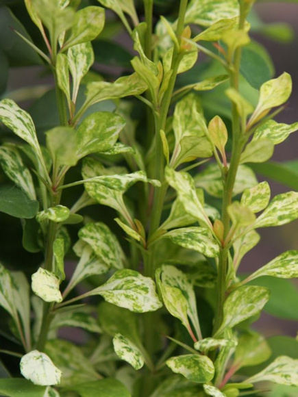 Барбарис Пау Вау (Powwow) купить с доставкой