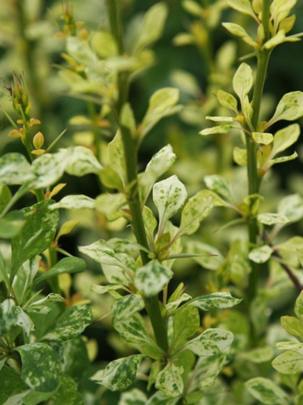 Барбарис Пау Вау (Powwow) купить с доставкой