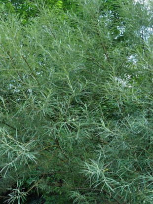 Ива Прутовидная