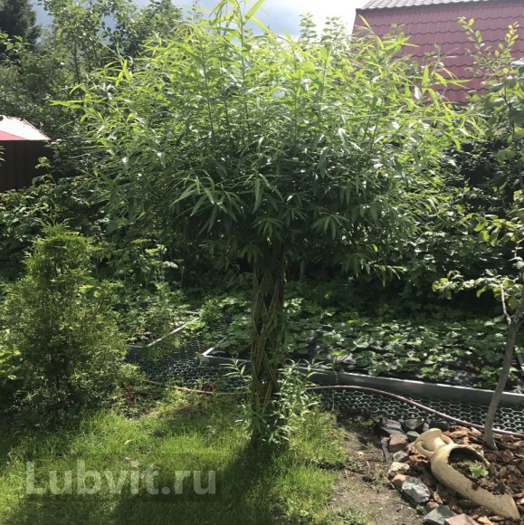 Ива Прутовидная купить с доставкой