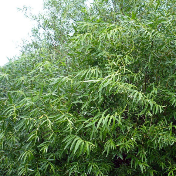 Ива Прутовидная купить с доставкой