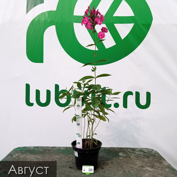 Флокс Заветное желание купить с доставкой