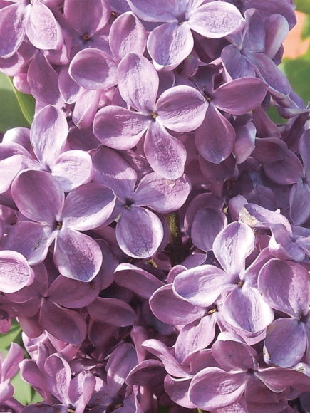 Сирень День Победы купить с доставкой