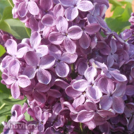 Сирень День Победы