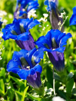 Горечавка Корона (Corona)