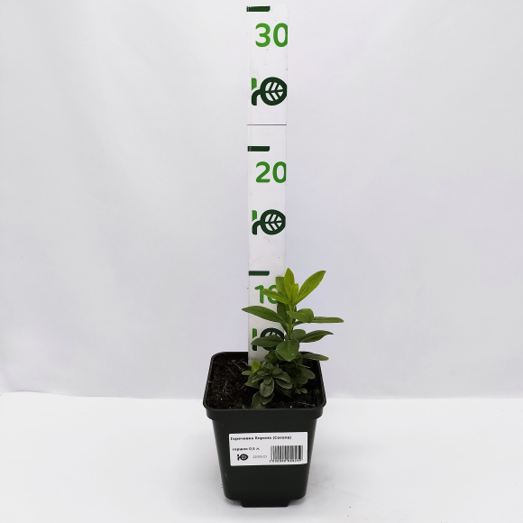 Горечавка Корона (Corona) купить с доставкой Горечавка Корона (Corona) купить с доставкой