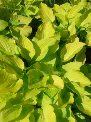 Хоста Август Мун (August Moon) [L]