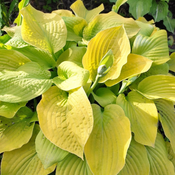 Хоста Август Мун (August Moon) [L] купить с доставкой