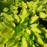 Хоста Август Мун (August Moon) [L]