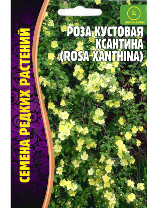 Роза кустовая Ксантина [Семена редких растений]