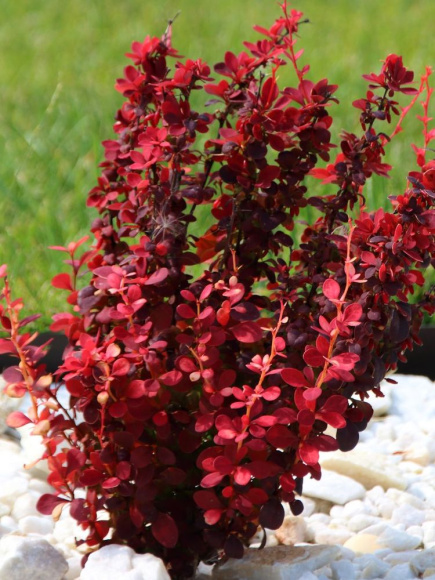 Барбарис Ред Рокет (Red Rocket) купить с доставкой Барбарис Ред Рокет (Red Rocket) купить с доставкой