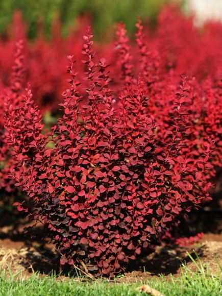 Барбарис Ред Рокет (Red Rocket) купить с доставкой Барбарис Ред Рокет (Red Rocket) купить с доставкой