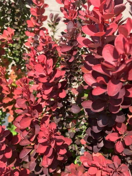 Барбарис Ред Рокет (Red Rocket) купить с доставкой Барбарис Ред Рокет (Red Rocket) купить с доставкой