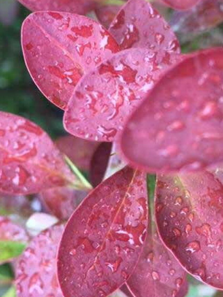 Барбарис Ред Рокет (Red Rocket) купить с доставкой Барбарис Ред Рокет (Red Rocket) купить с доставкой