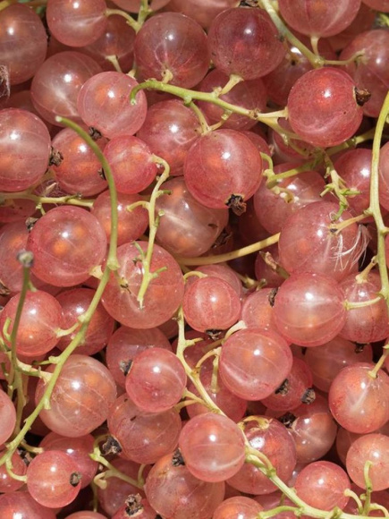 Смородина Голландская Розовая купить с доставкой