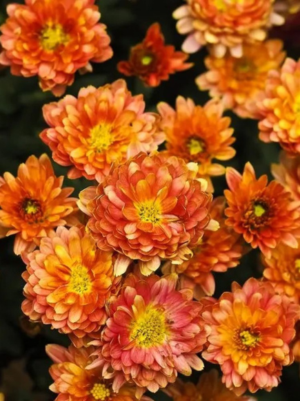 Хризантема мультифлора Плутония (Plutoniya) купить с доставкой