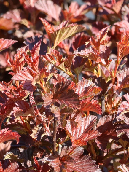 Пузыреплодник Андре (Andre) купить с доставкой
