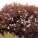 Лиственный кустврник пузыреплодник калинолистный Андре (Physocarpus opulifolius Andre)