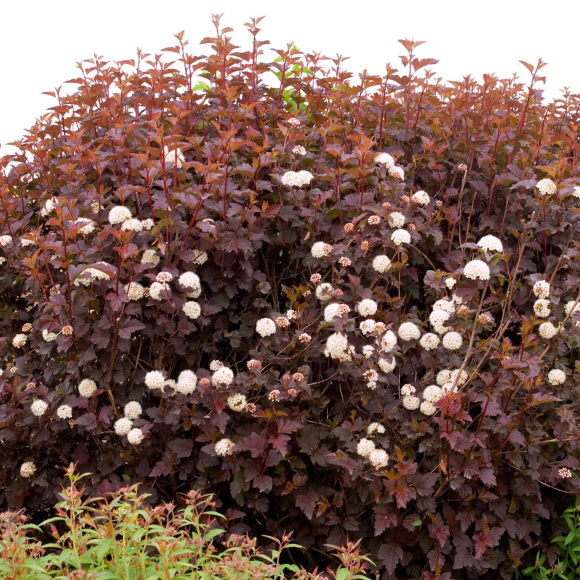 Лиственный кустврник пузыреплодник калинолистный Андре (Physocarpus opulifolius Andre) Лиственный кустврник пузыреплодник калинолистный Андре (Physocarpus opulifolius Andre)