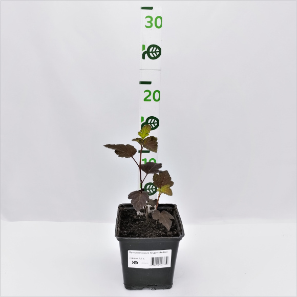 Пузыреплодник Андре (Andre) купить с доставкой Пузыреплодник Андре (Andre) купить с доставкой