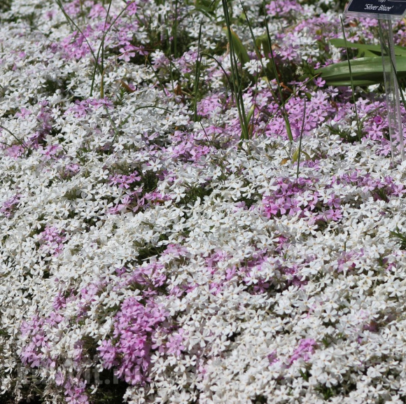 Флокс шиловидный Кимоно (Kimono) купить с доставкой