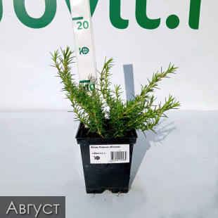 Флокс шиловидный Кимоно (Kimono)