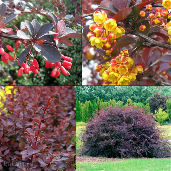 Барбарис Ассортимент купить с доставкой