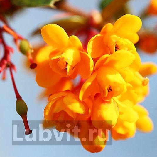 Барбарис Ассортимент купить с доставкой