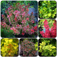 Барбарис Ассортимент Барбарис Ассортимент