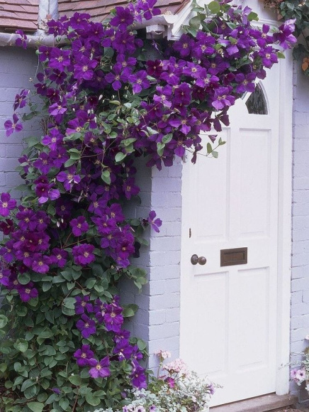 Клематис Президент (The President) купить с доставкой