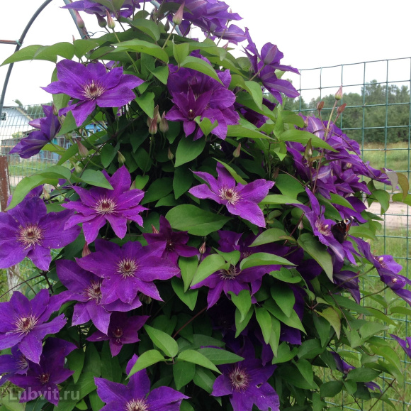 Клематис Президент (The President) купить с доставкой