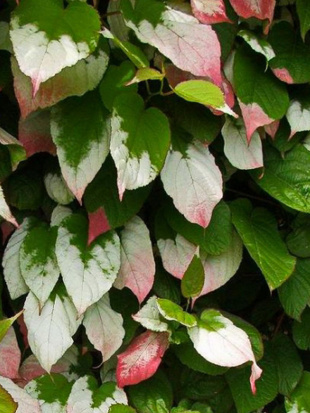 Актинидия Фестивальный (муж)