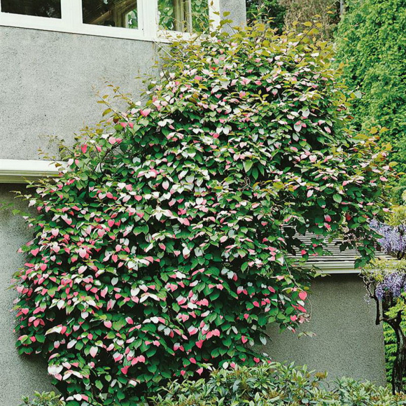 Актинидия Фестивальный (муж) купить с доставкой