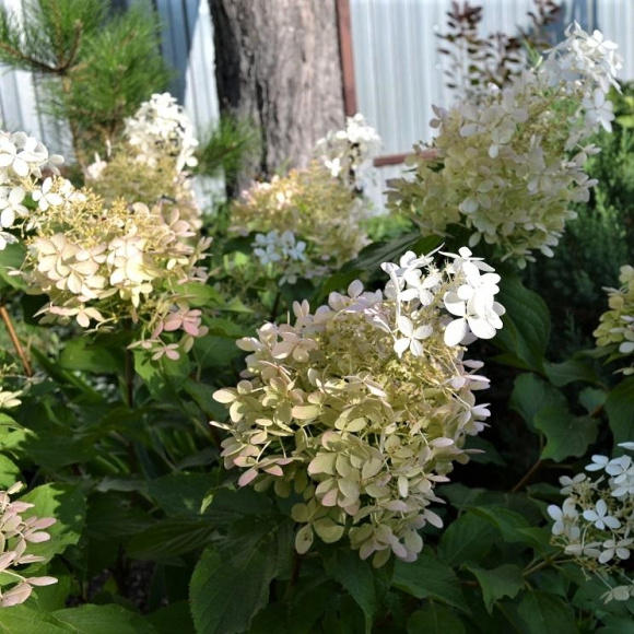 Гортензия Долли (Dolly) метельчатая купить с доставкой