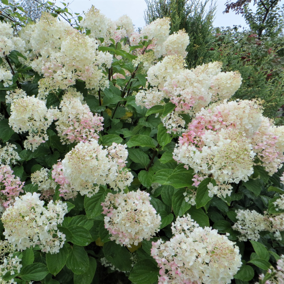 Гортензия Долли (Dolly) метельчатая купить с доставкой