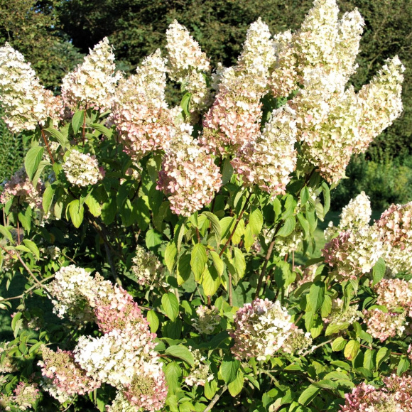 Гортензия Долли (Dolly) метельчатая купить с доставкой