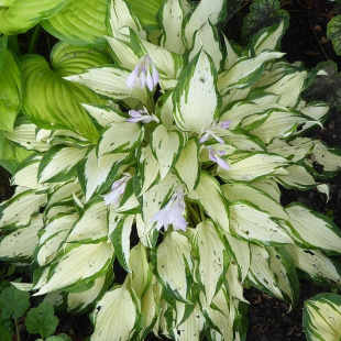 Хоста Вайт Кристмас (White Christmas) [L]