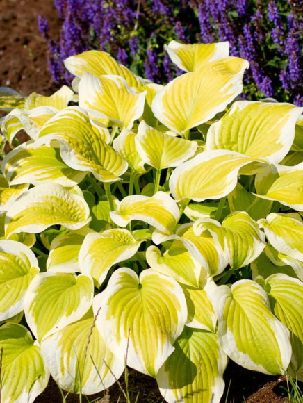 Хоста Спринг Морнинг (Spring Morning) [M] купить с доставкой