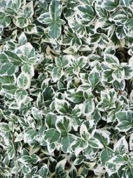 Бересклет форчуна Эмеральд Гаити (Emerald Gaiety) Бересклет форчуна Эмеральд Гаити (Emerald Gaiety)