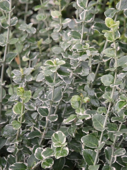 Бересклет форчуна Эмеральд Гаити (Emerald Gaiety) купить с доставкой