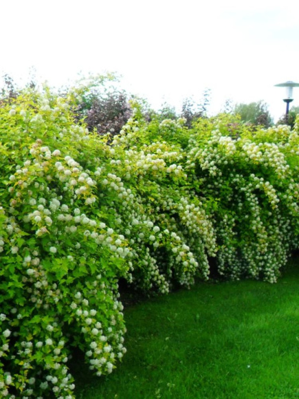 Пузыреплодник Дартс Голд (Dart's Gold) купить с доставкой