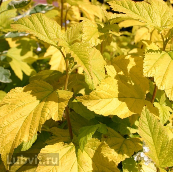 Пузыреплодник Дартс Голд (Dart's Gold) купить с доставкой Пузыреплодник Дартс Голд (Dart's Gold) купить с доставкой