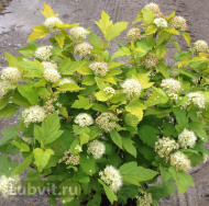 Пузыреплодник Дартс Голд (Dart's Gold) Пузыреплодник Дартс Голд (Dart's Gold)