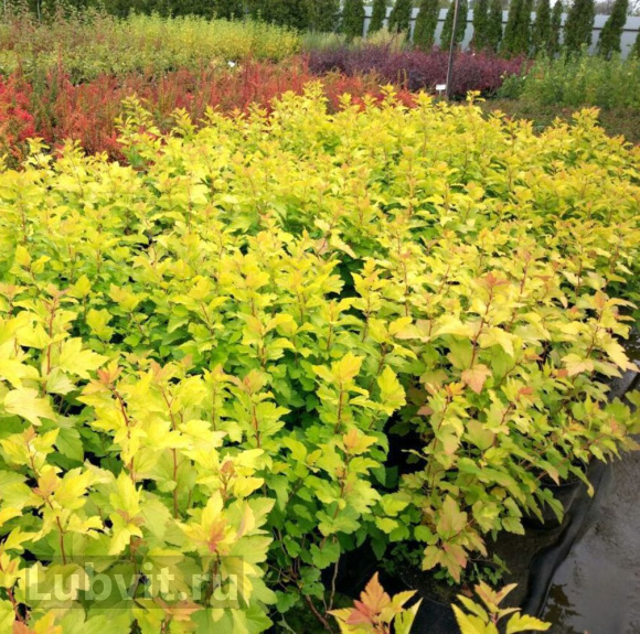 Пузыреплодник Дартс Голд (Dart's Gold) купить с доставкой Пузыреплодник Дартс Голд (Dart's Gold) купить с доставкой