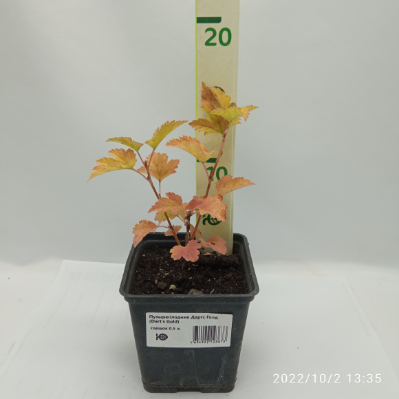 Пузыреплодник Дартс Голд (Dart's Gold) купить с доставкой Пузыреплодник Дартс Голд (Dart's Gold) купить с доставкой