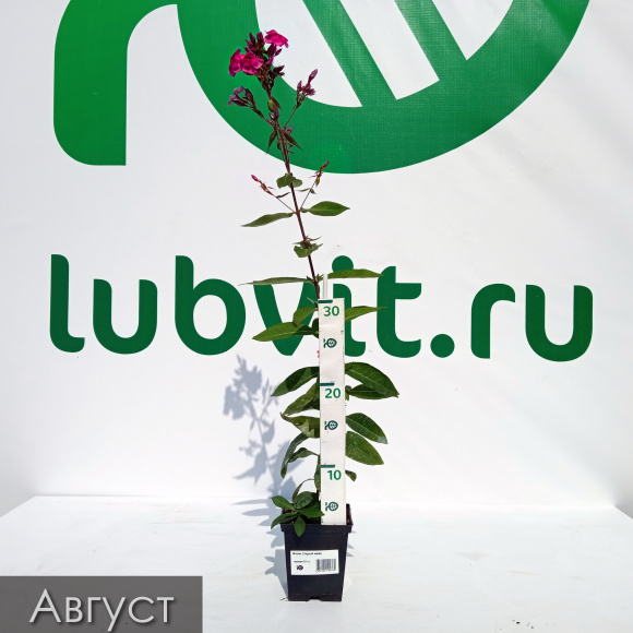 Флокс Старый маяк купить с доставкой Флокс Старый маяк купить с доставкой