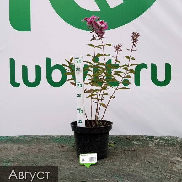 Флокс Старый маяк купить с доставкой Флокс Старый маяк купить с доставкой